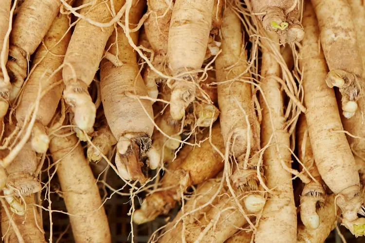 1800x1200_ginseng_other